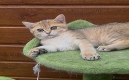 British Shorthair cats for sale: Last golden boy left 😻🌸🌼🌺 tica registered 😻 in Hayes - Image 10