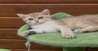 British Shorthair cats in Hayes - Advert 16