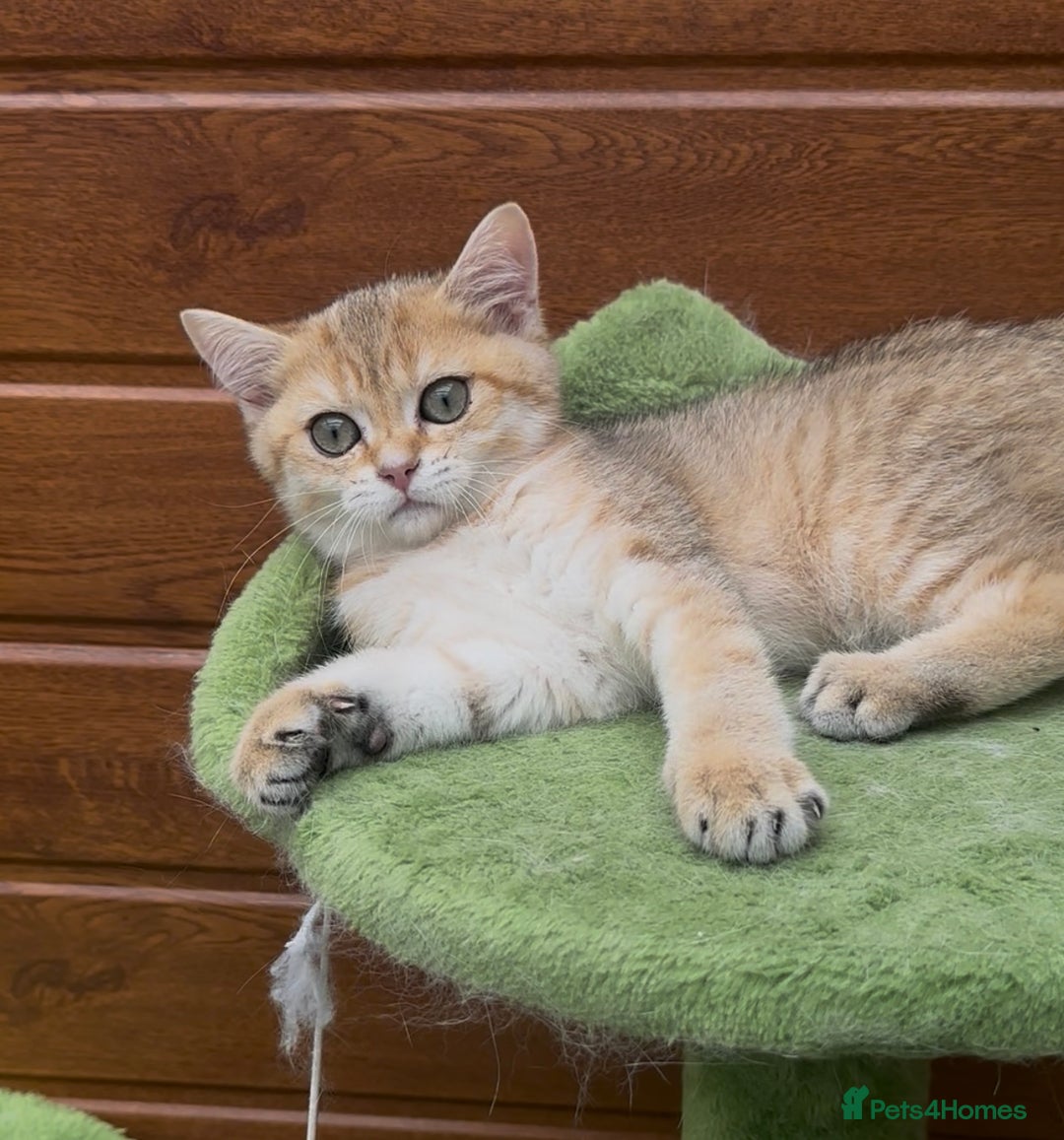 British Shorthair cats for sale: Last golden boy left 😻🌸🌼🌺 tica registered 😻 in Hayes - Image 10