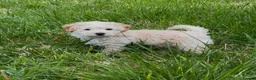 Poochon dogs for sale: Poochon Puppies F1  in Kidwelly - Advert 10