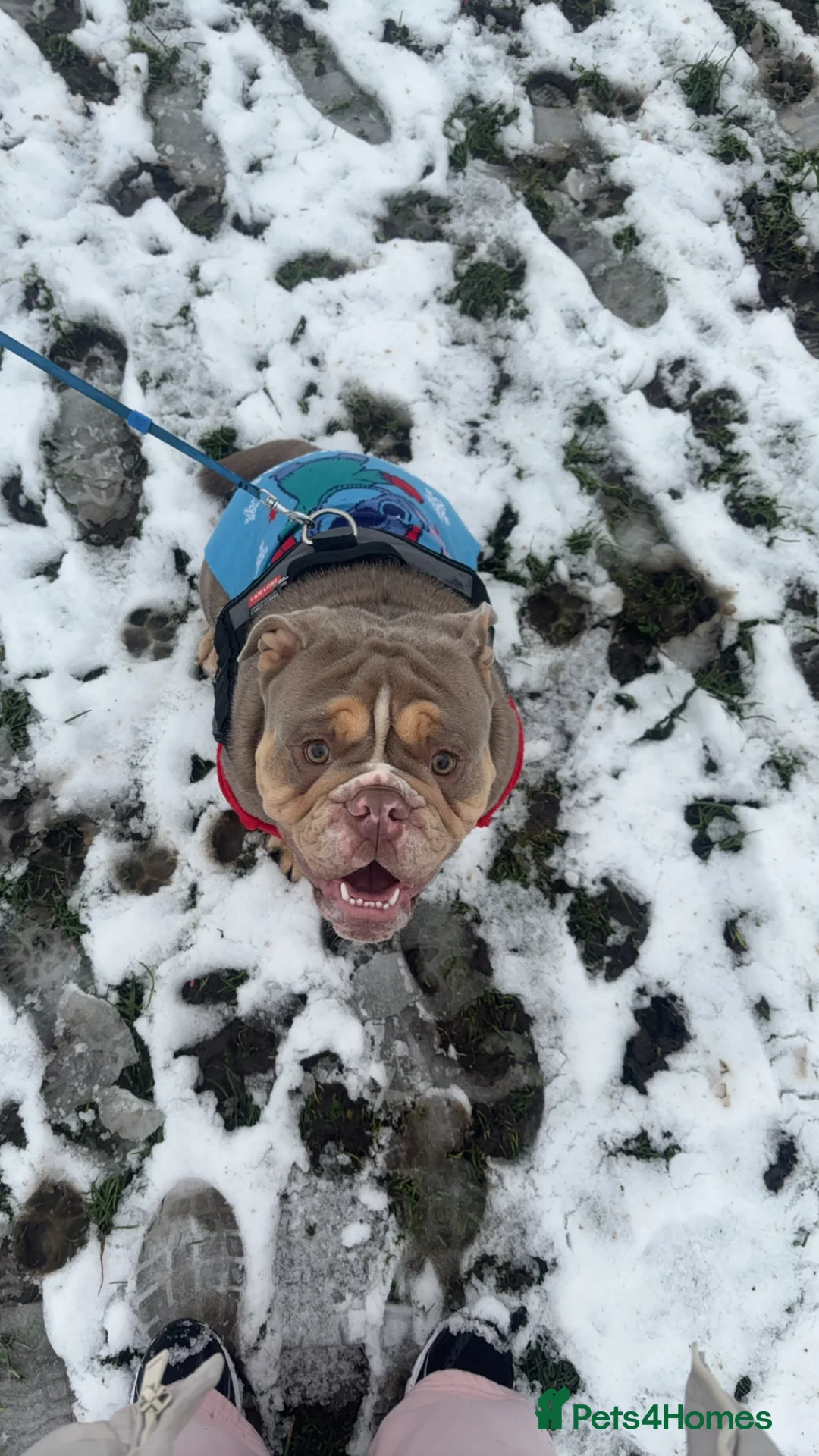 Mixed Breed dogs for sale: Rocky- 2 years old Male - Advert 2