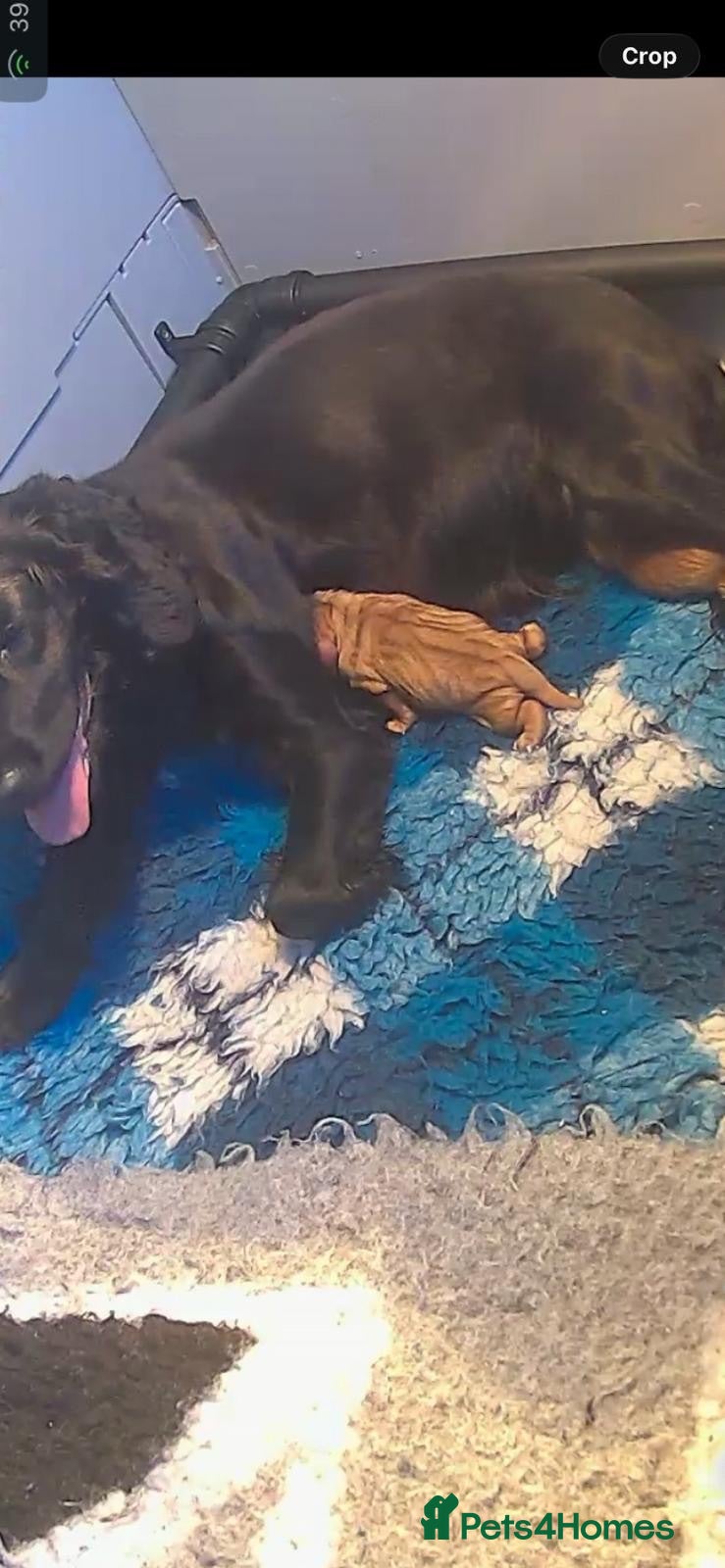 Cocker Spaniel dogs Last two beautiful working cocker spaniels🖤 - Advert 3