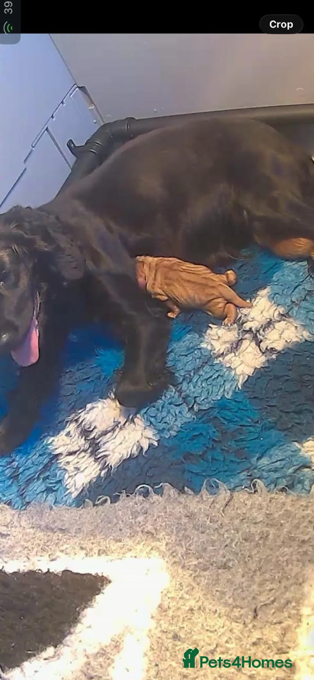 Cocker Spaniel dogs for sale: Last two beautiful working cocker spaniels🖤 - Advert 2