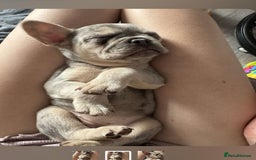French Bulldog dogs for sale: Lilac tri Merle female fluffy carrier kc reg - Image 2
