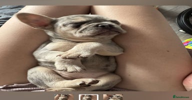 French Bulldog dogs - Advert 10