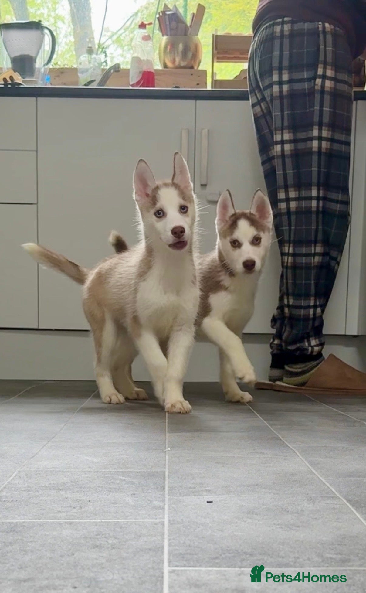 Siberian Husky dogs Ready now! Parents Imported stunning Husky Puppies - Advert 15