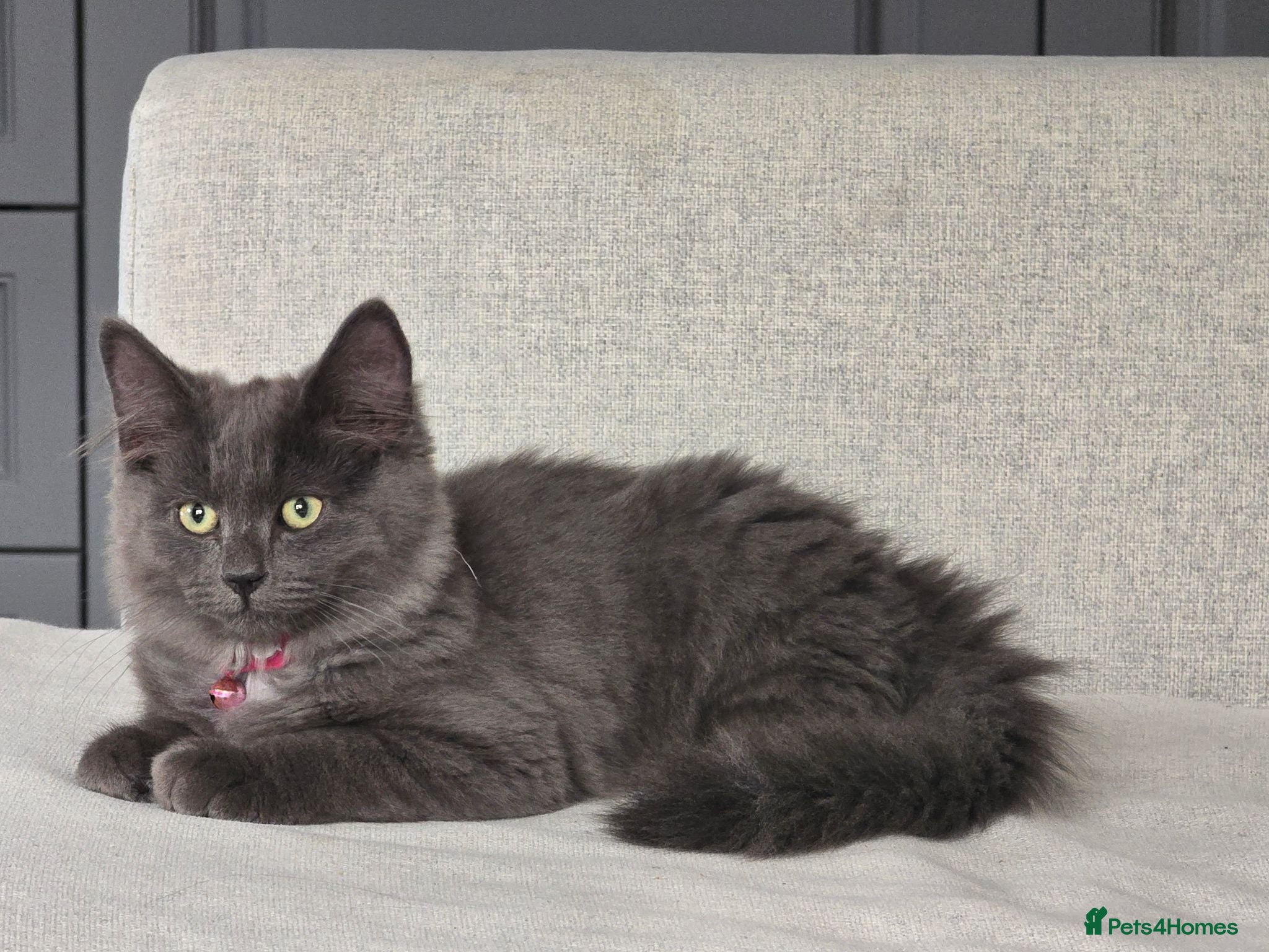 Mixed Breed cats Beautiful Siberian x Nebelung kittens  - Advert 1