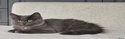 Mixed Breed cats for sale: Beautiful Siberian x Nebelung kittens  - Advert 1