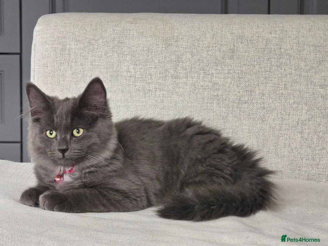 Mixed Breed cats for sale: Beautiful Siberian x Nebelung kittens  - Advert 1