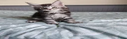 Maine Coon cats for sale: Meet Our Beautiful Maine Coon Kittens 😍😍😍  - Advert 7