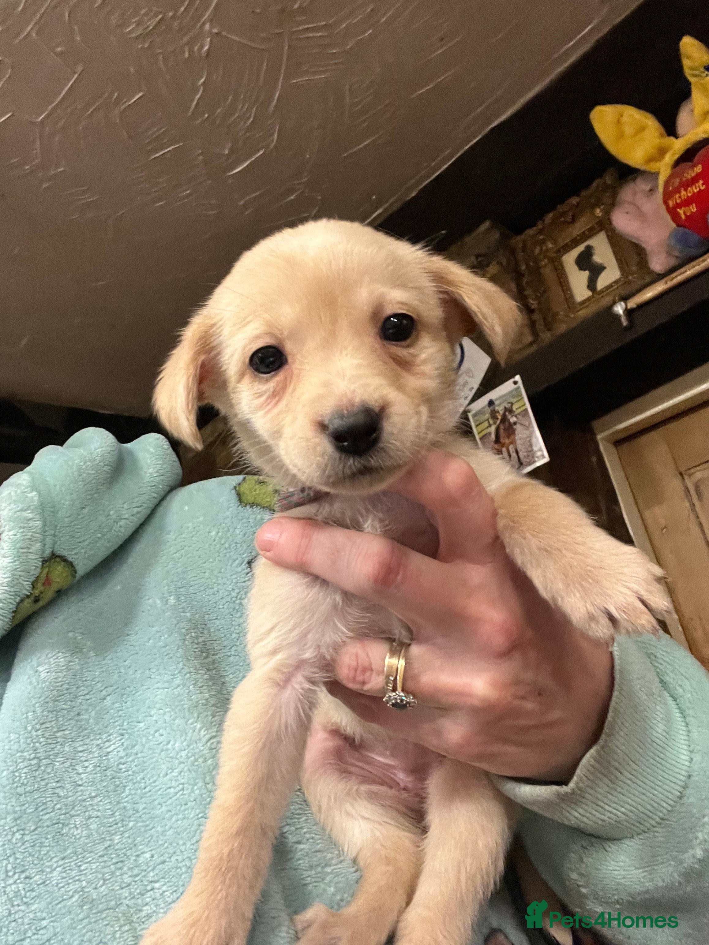 Labrador Retriever dogs Adorable Labrador puppies  - Advert 5