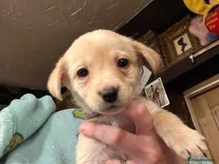 Labrador Retriever dogs Adorable Labrador puppies - Advert 5