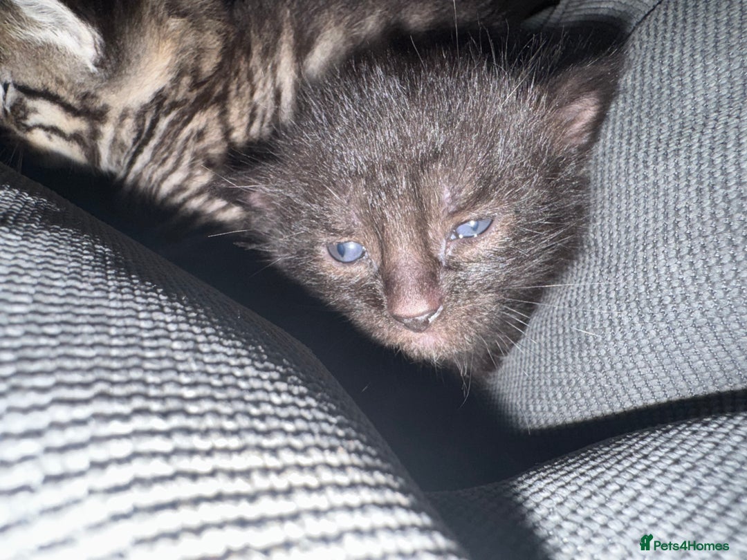 British Shorthair cats for sale: Kittens  - Advert 3