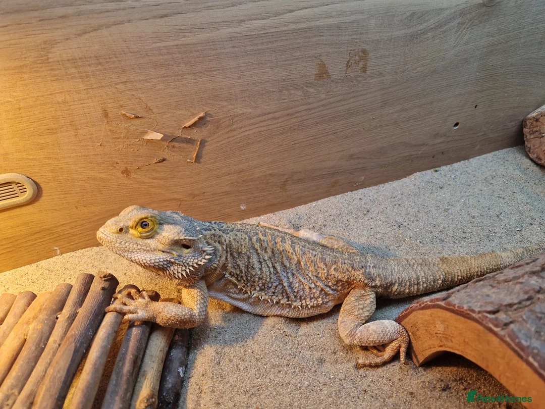 Bearded Dragon reptiles for sale: 2 Male Bearded Dragons, 1 Is A Silk Back. - Advert 6