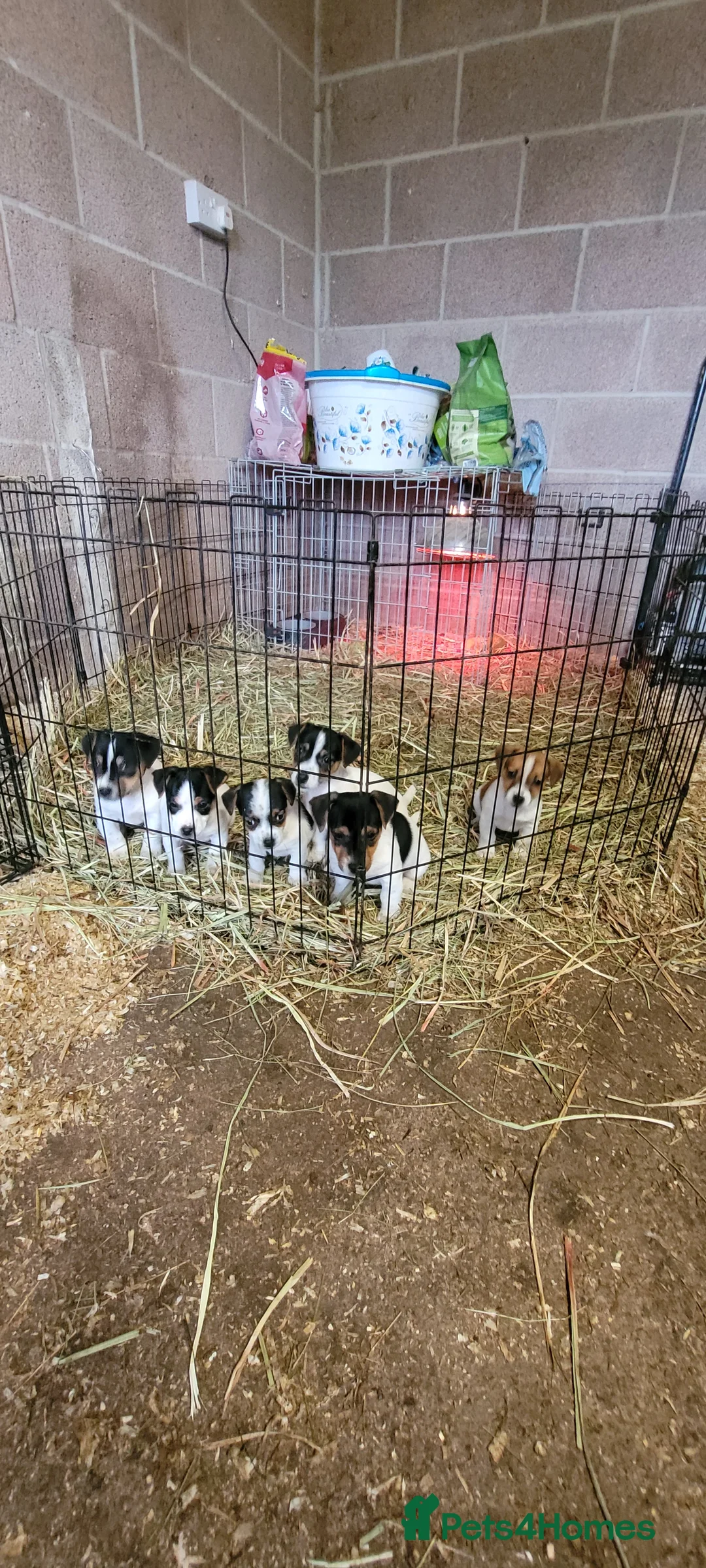 Jack Russell dogs for sale: Old fashioned short legged Jack russel pups!!! - Advert 1