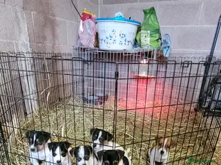 Jack Russell dogs Old fashioned short legged Jack russel pups!!! - Advert 2