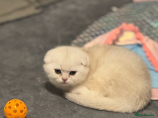 Scottish Fold cats Scottish purebred Fold and Straight kittens - Advert 11