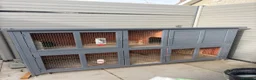Guinea Pig rodents for sale: 2 x female guinea pigs cage and accessories in Burnham-on-Sea - Advert 3