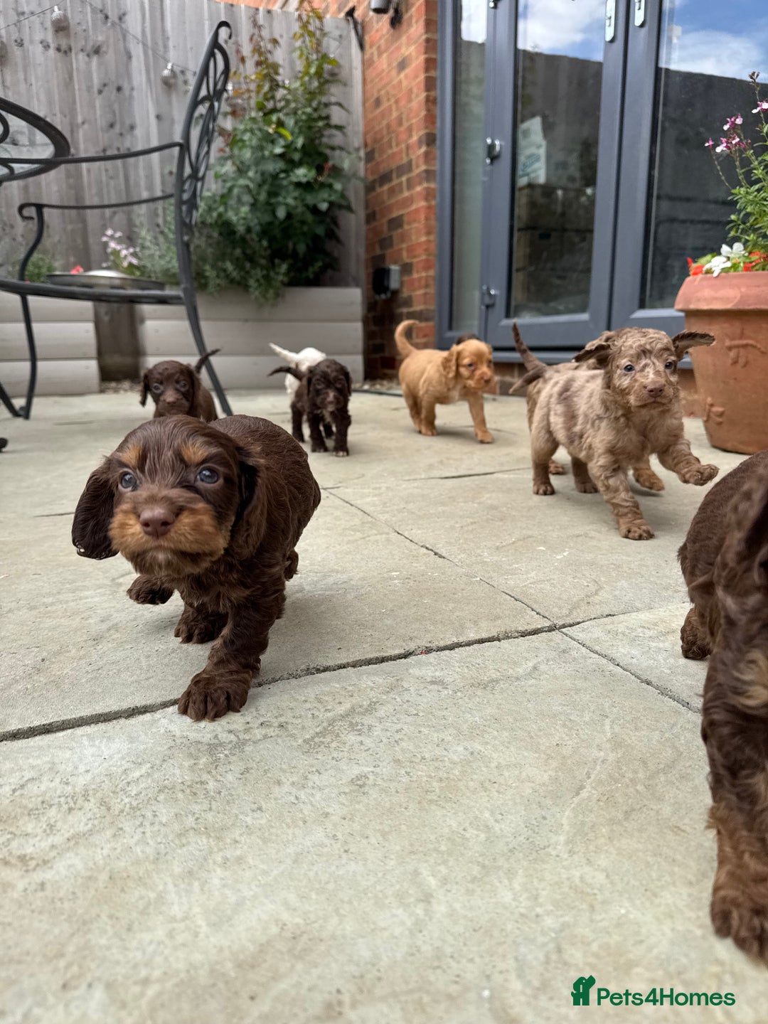 Cockapoo dogs for sale: Merle, Tri& Chocolate f2 Cockapoos (8boys 3girls!) - Image 19