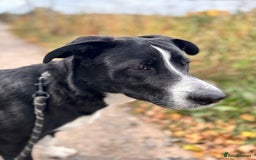Mixed Breed dogs for sale: 7 month old Puppy  - Image 4