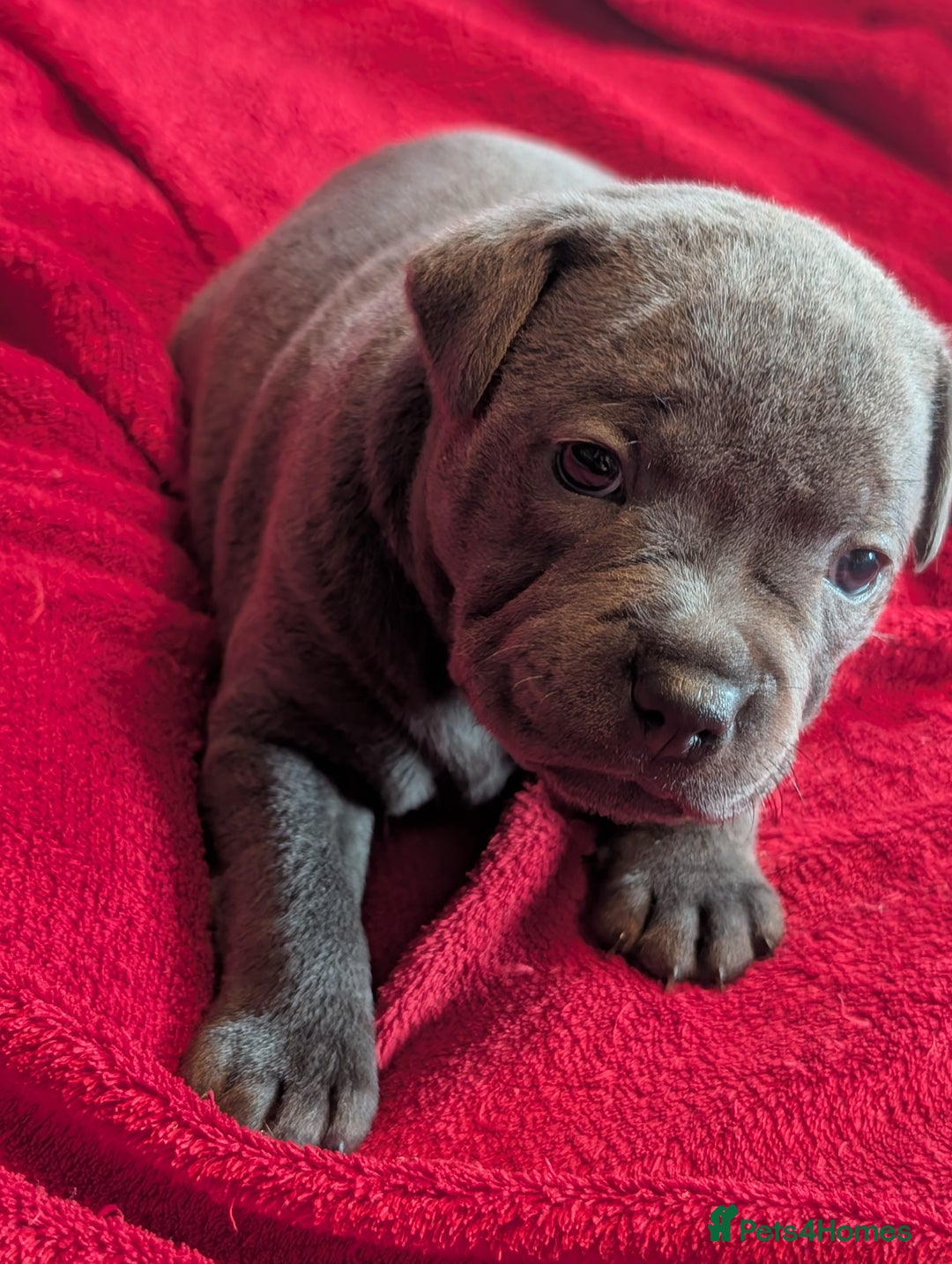 Staffordshire Bull Terrier dogs for sale: Blue Staffordshire bull terrier puppies  - Advert 3