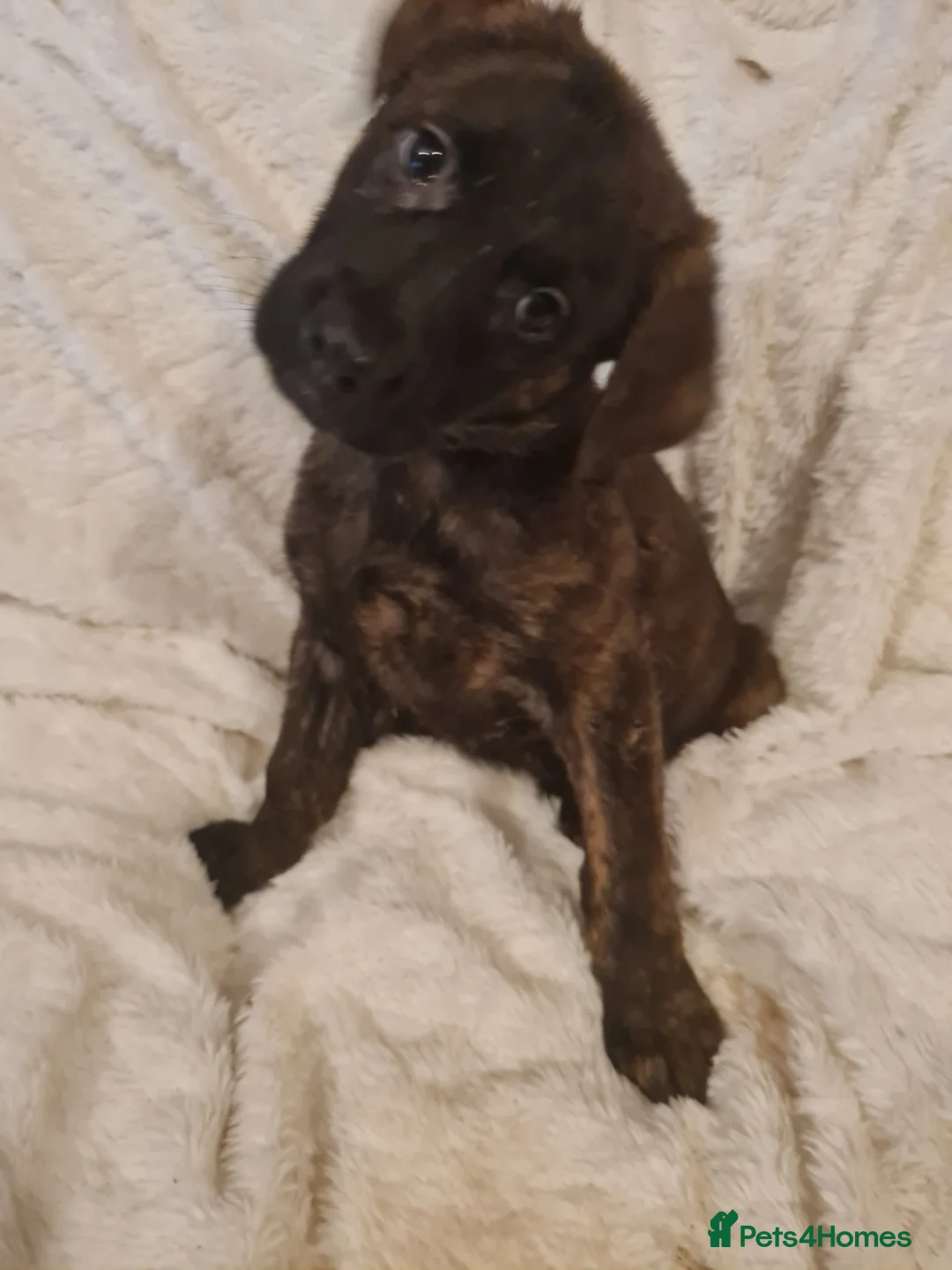 Mixed Breed dogs for sale: Mixed breed pups for sale - Advert 4