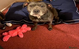 Staffordshire Bull Terrier dogs for sale: Femal blue Staffordshire bull terrier  - Image 2