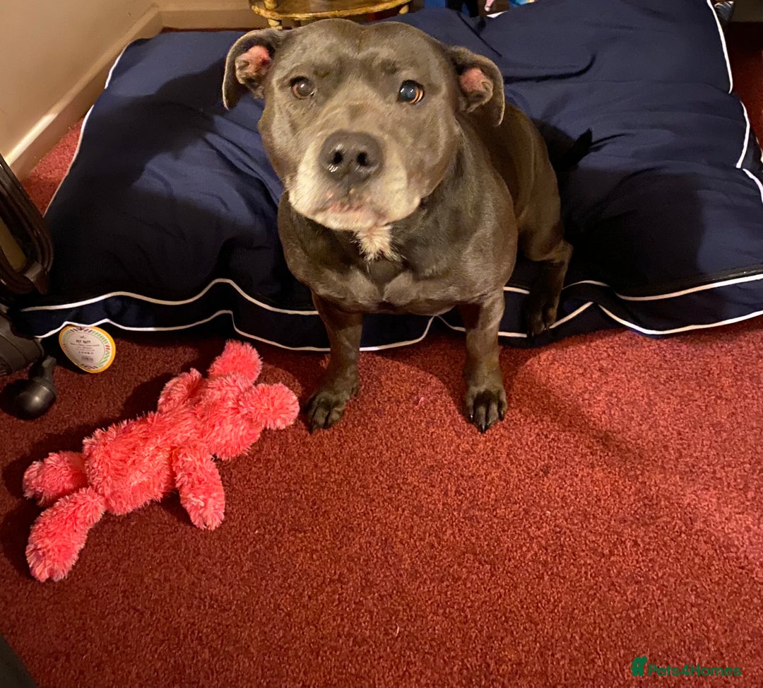 Staffordshire Bull Terrier dogs for sale: Femal blue Staffordshire bull terrier  - Image 2