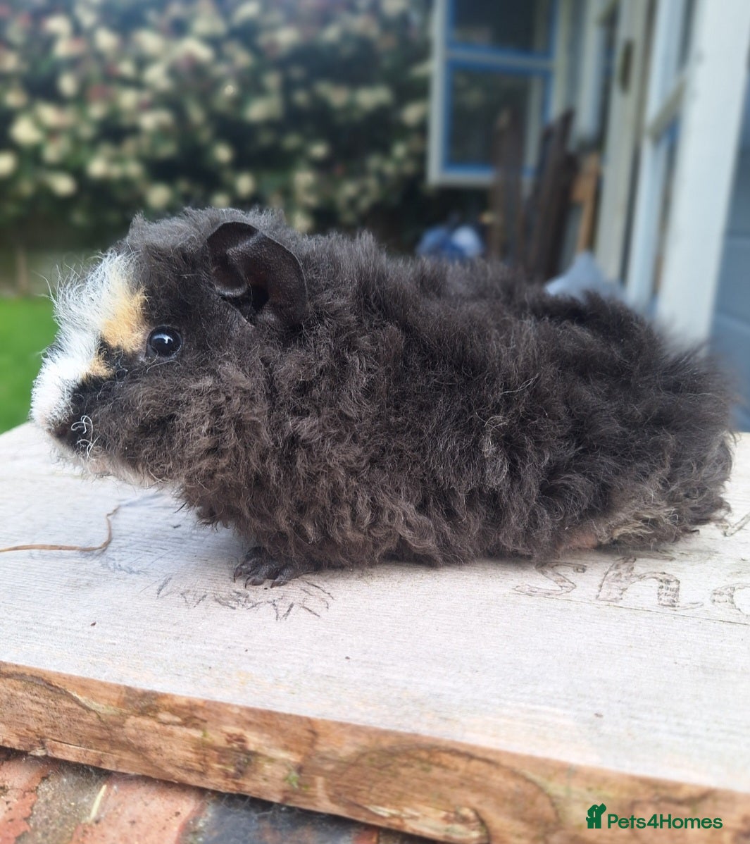 Guinea Pig rodents Pair of male guinea pigs and single male - Advert 1