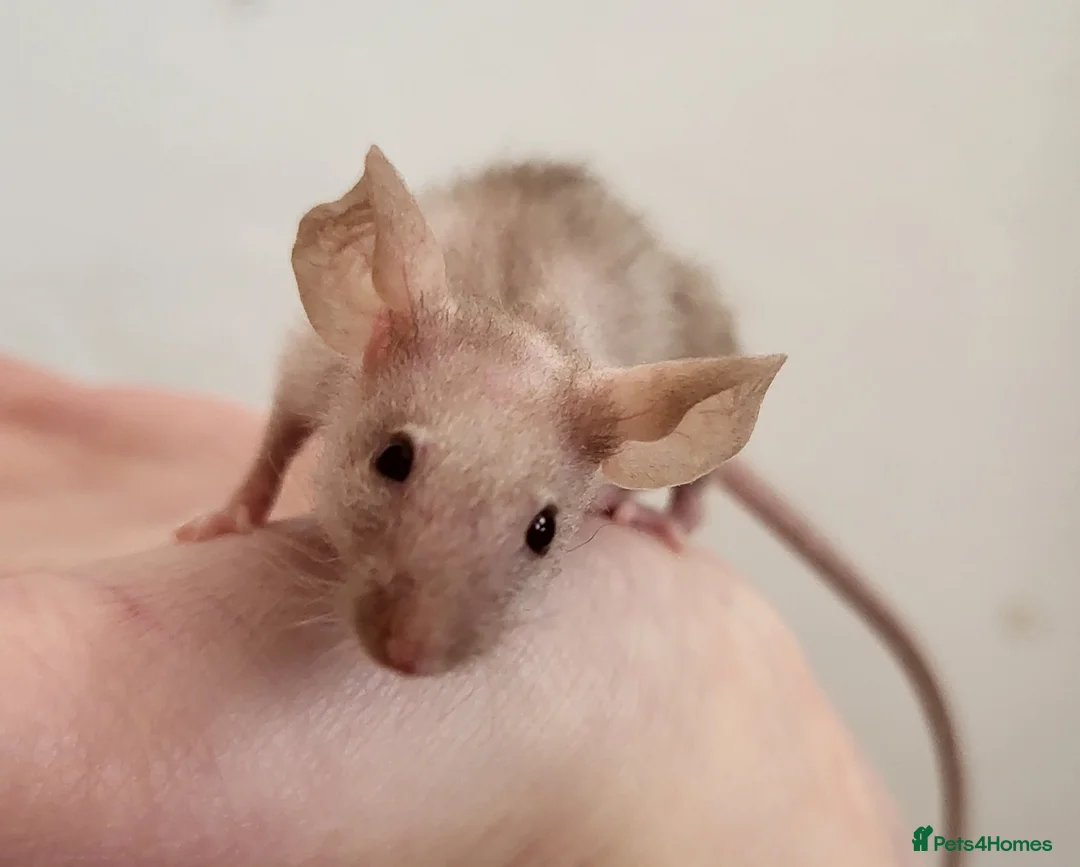 Mouse rodents for sale: 4 Female Mice - Advert 1