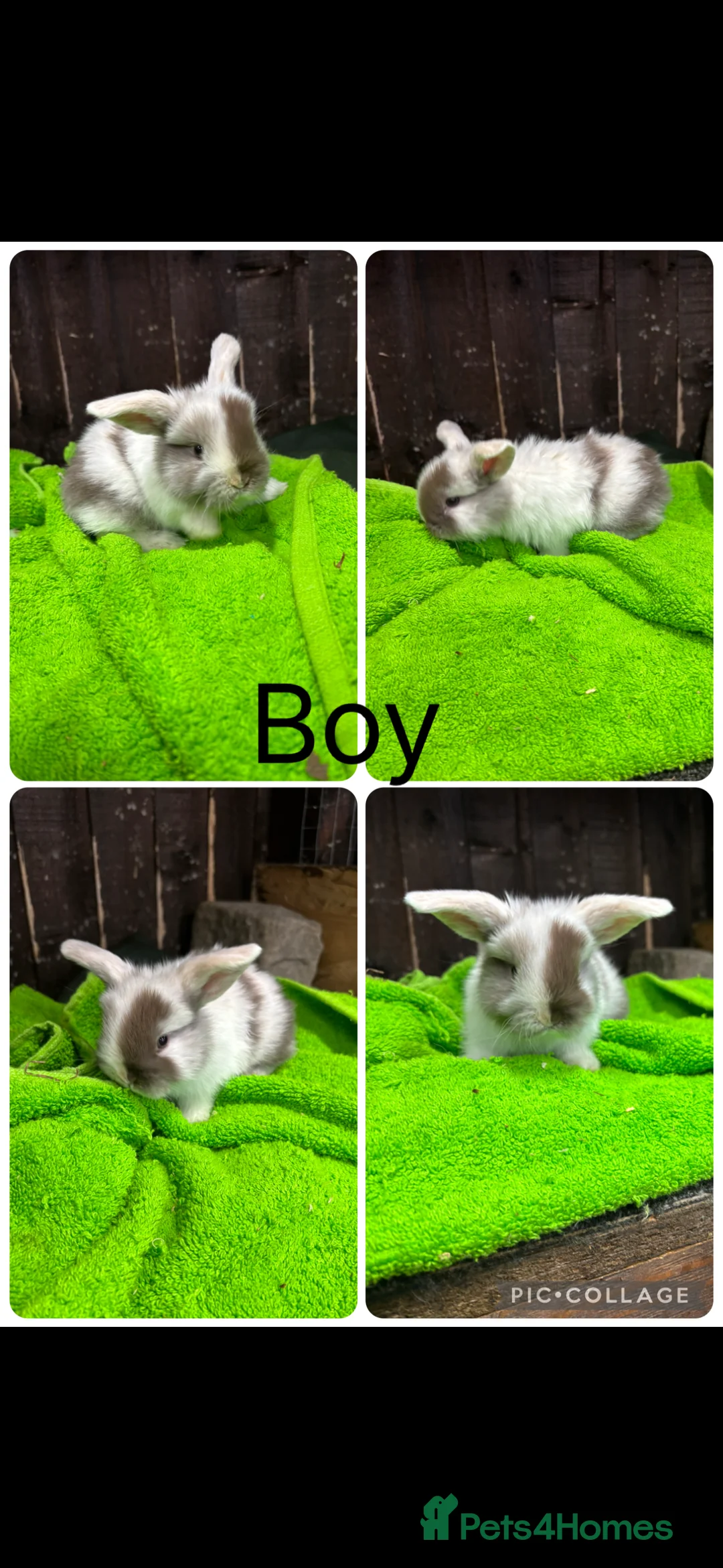 Mini Lop rabbits for sale: mini lop ear babies - Advert 4