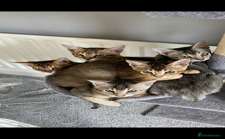 Chausie cats - Advert 1