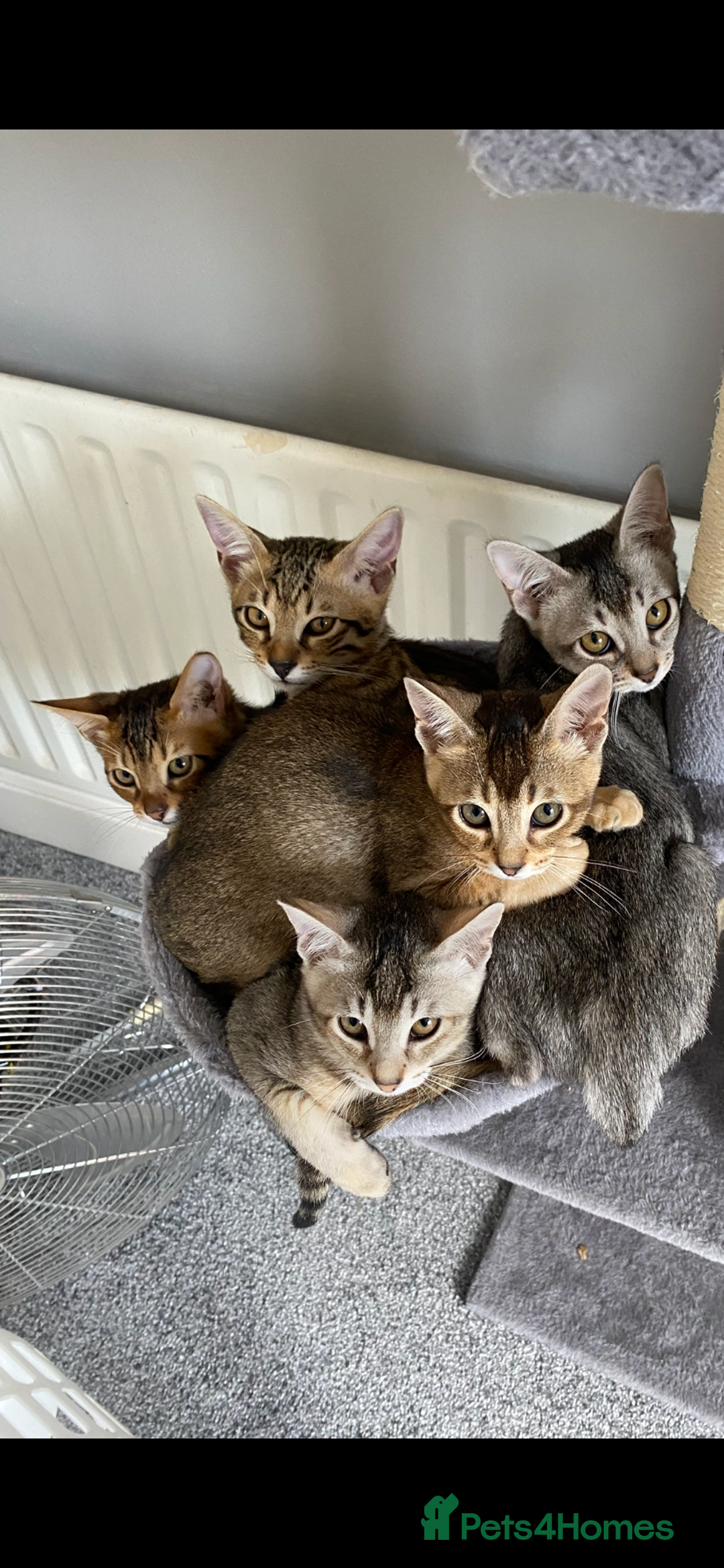 Chausie cats for sale: Savannah x Chausies - Image 1