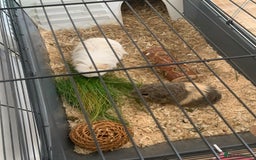 Guinea Pig rodents for sale: 2 Female Guinea Pigs and Set Up - Image 5