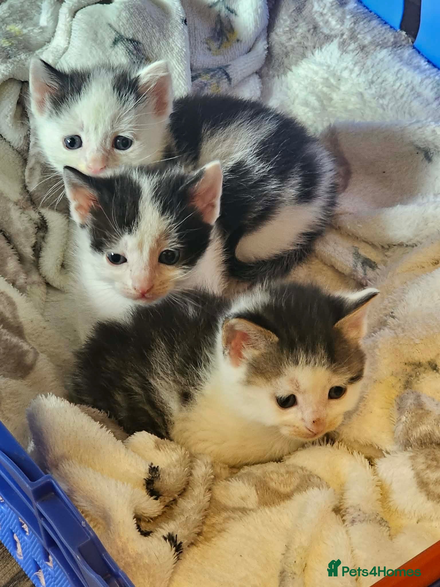 British Shorthair cats 🩷 Beautiful Kittens wanting their forever home🩷 - Advert 6