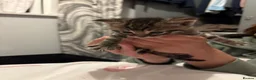 American Wirehair cats for sale: Cuties  in Mitcham - Advert 8