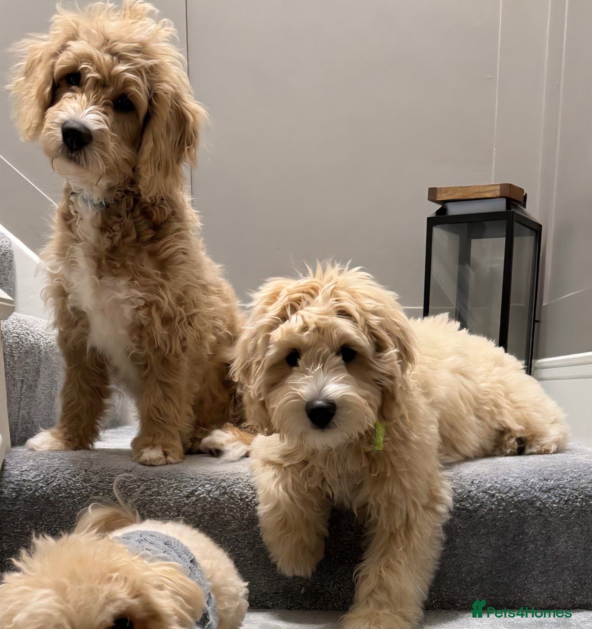 Mini Goldendoodle dogs Mini/toy Goldendoodle from Toy Poodle lines - Advert 2