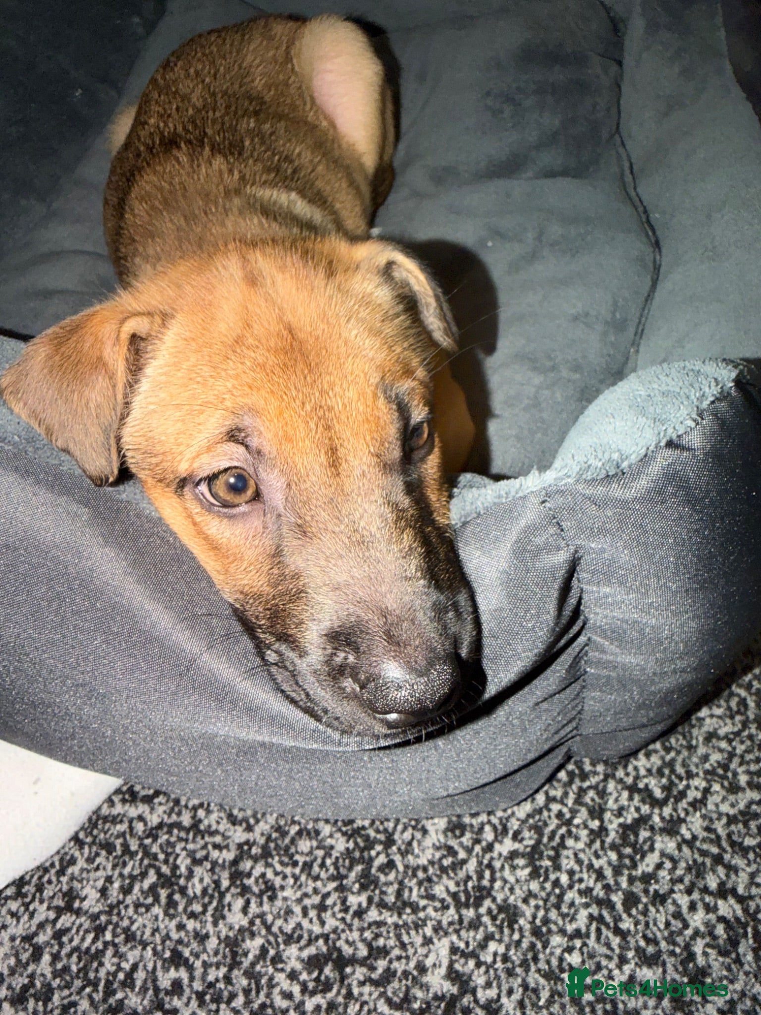 Mixed Breed dogs Sharp pei  ** tiff - Advert 7