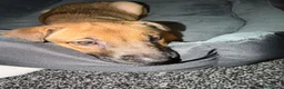 Mixed Breed dogs for sale: Sharp pei  ** tiff in Wolverhampton - Advert 1