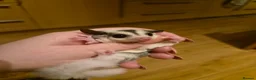 Sugar Glider rodents for sale: Beautiful Sugar Gliders for sale! - Advert 19