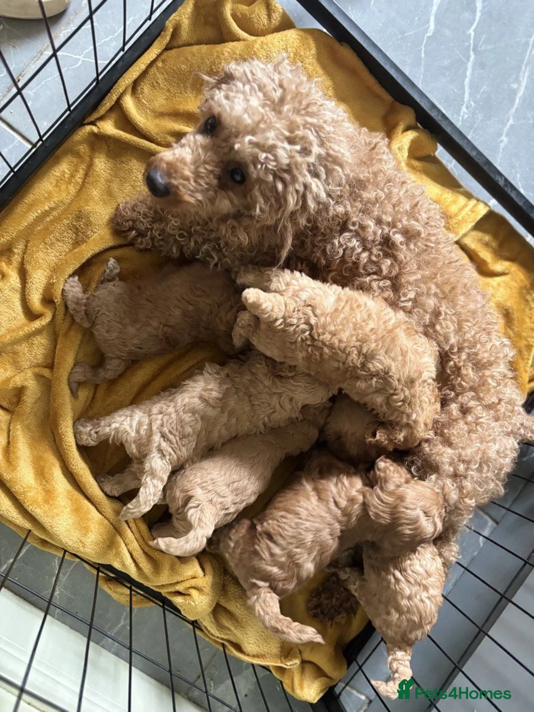 Cockapoo dogs for sale: Stunning F1B cockerpoo pups in Newcastle upon Tyne - Advert 4