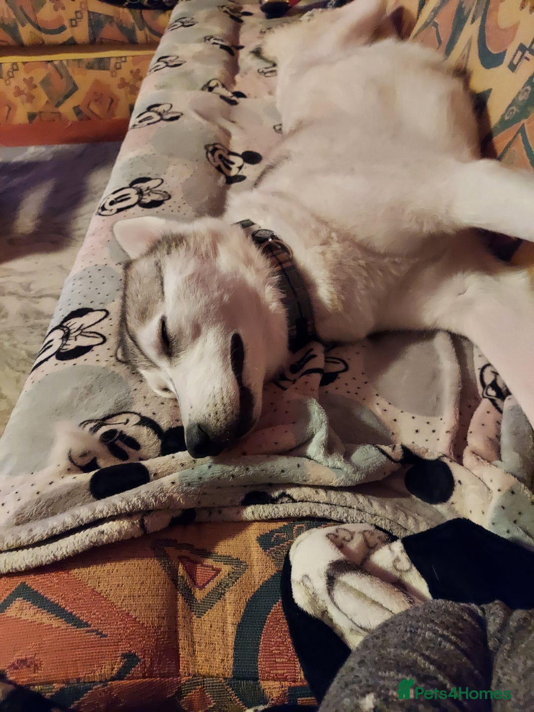 Siberian Husky dogs for sale: Male Husky puppy - Advert 4