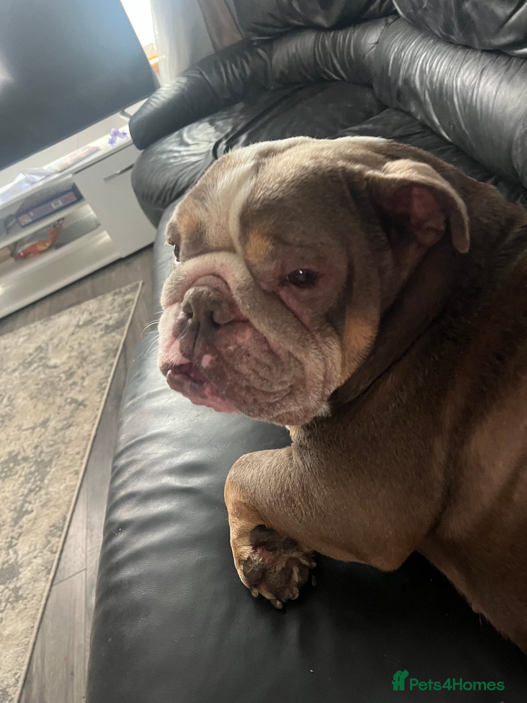 English Bulldog dogs for sale: Rehomimg due to break up - Image 8
