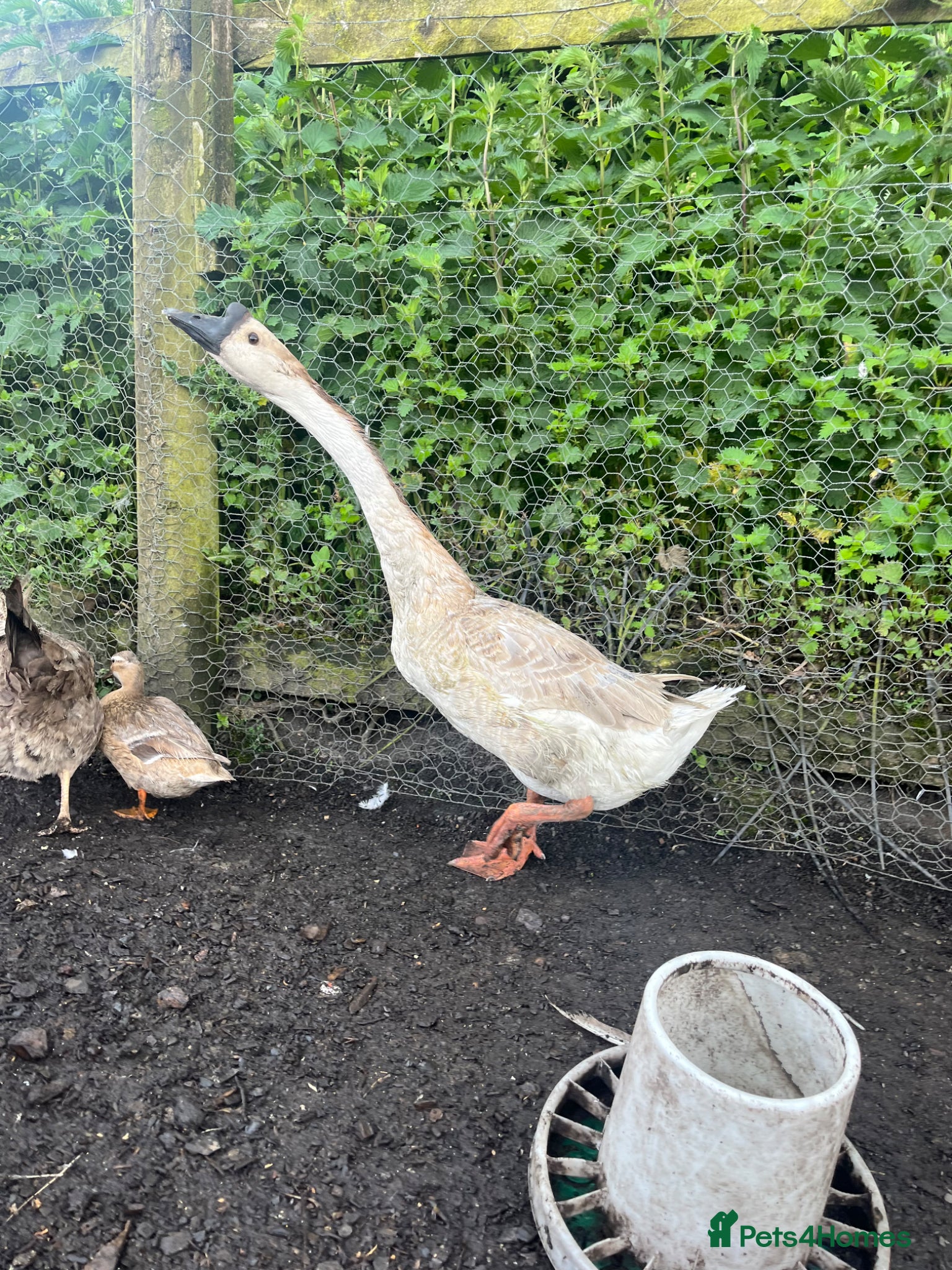 Geese poultry for sale: Year old geese for sale  - Advert 6