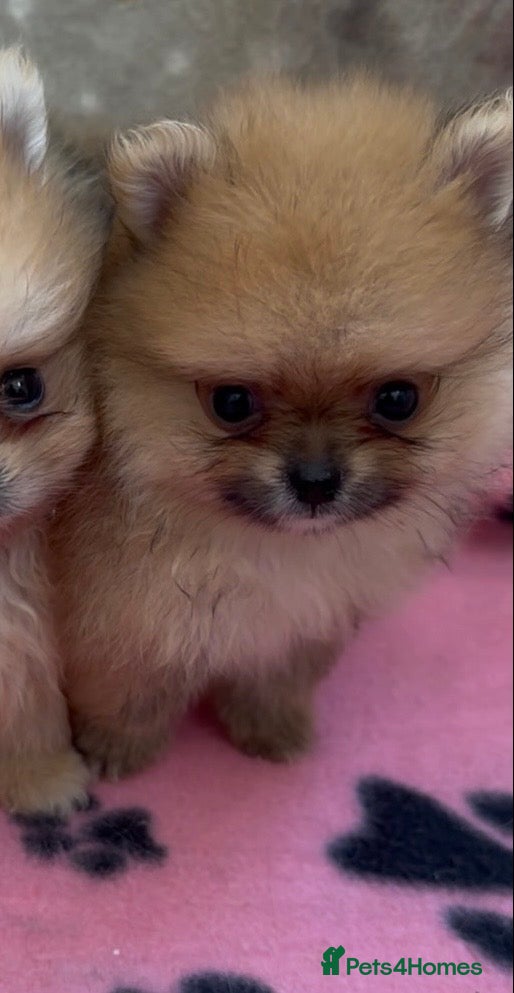 Pomeranian dogs Bear Type Pomeranian for sale  **  - Advert 2