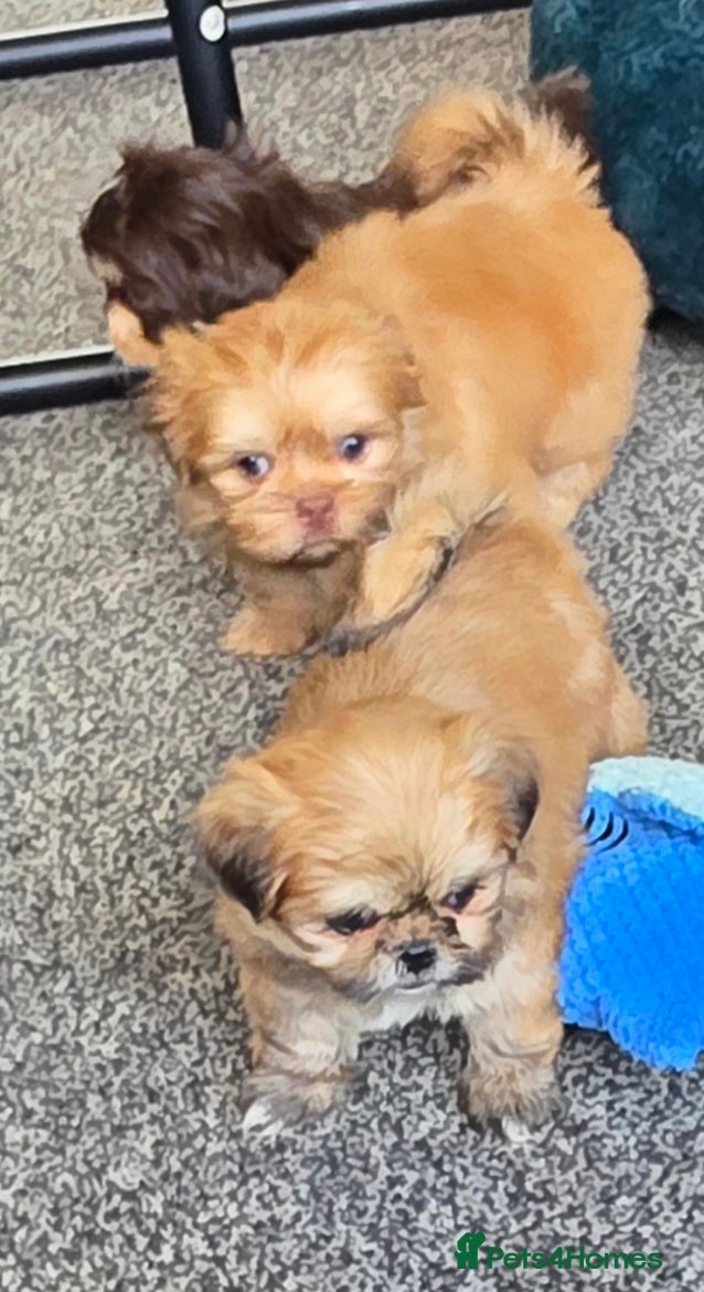 Shih Tzu dogs Stunning KC Reg imperial shih tzu Female available - Advert 1