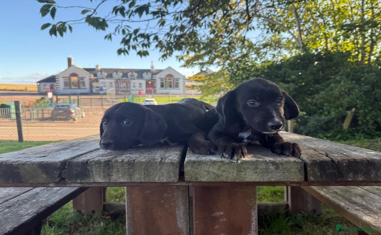 Mixed Breed dogs - Advert 1