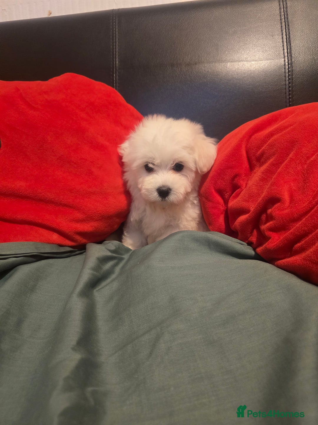 Maltese dogs for sale: Fully vaccinated💫Tiny Maltese! 1 boy left💫 - Advert 7