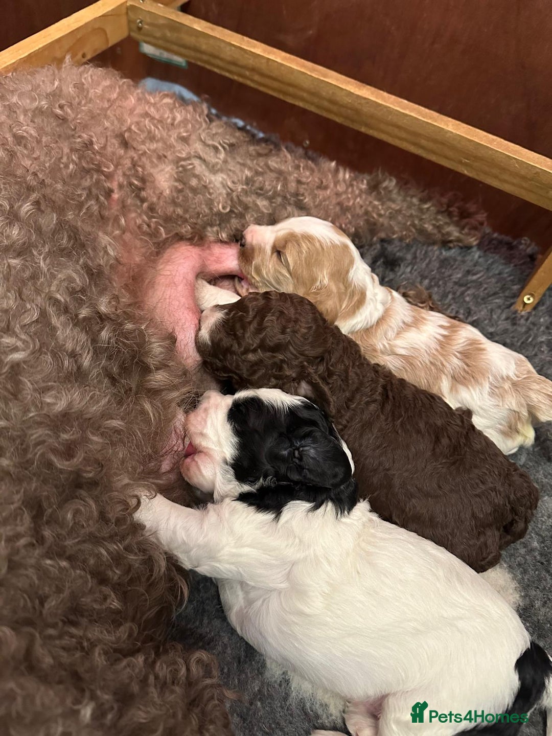 Australian Labradoodle dogs for sale: Australian Labradoodles Puppies - Advert 13