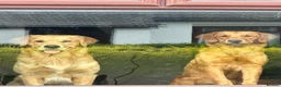 Golden Retriever dogs for sale: KC Registered Golden Retriever Puppies  - Advert 16